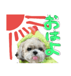 シーズーららちゃん☆あいさつしてみよう1（個別スタンプ：15）