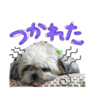 シーズーららちゃん☆あいさつしてみよう1（個別スタンプ：17）