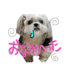 シーズーららちゃん☆あいさつしてみよう1（個別スタンプ：21）