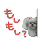 シーズーららちゃん☆あいさつしてみよう1（個別スタンプ：23）