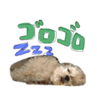 シーズーららちゃん☆あいさつしてみよう1（個別スタンプ：24）