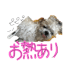 シーズーららちゃん☆あいさつしてみよう1（個別スタンプ：33）