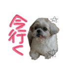 シーズーららちゃん☆あいさつしてみよう1（個別スタンプ：38）