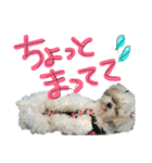 シーズーららちゃん☆あいさつしてみよう1（個別スタンプ：40）