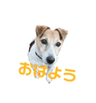 愛犬！エルちゃん（個別スタンプ：1）