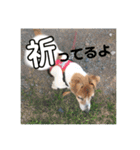 愛犬！エルちゃん（個別スタンプ：16）