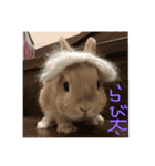 四羽のうさぎ（個別スタンプ：1）
