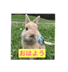 四羽のうさぎ（個別スタンプ：4）