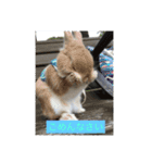 四羽のうさぎ（個別スタンプ：7）