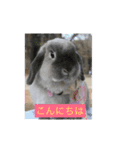 四羽のうさぎ（個別スタンプ：9）