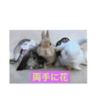 四羽のうさぎ（個別スタンプ：12）