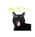黒ネコづくし。2（個別スタンプ：1）