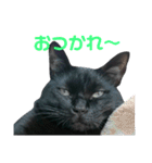 黒ネコづくし。2（個別スタンプ：3）