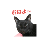 黒ネコづくし。2（個別スタンプ：5）