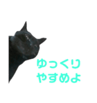 黒ネコづくし。2（個別スタンプ：7）