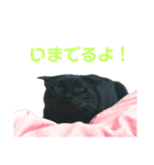 黒ネコづくし。2（個別スタンプ：10）