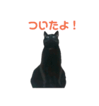 黒ネコづくし。2（個別スタンプ：11）