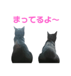 黒ネコづくし。2（個別スタンプ：12）