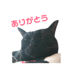 黒ネコづくし。2（個別スタンプ：13）