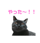 黒ネコづくし。2（個別スタンプ：14）