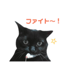 黒ネコづくし。2（個別スタンプ：17）