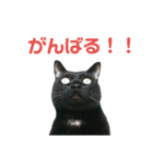 黒ネコづくし。2（個別スタンプ：19）