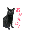 黒ネコづくし。2（個別スタンプ：28）
