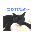 黒ネコづくし。2（個別スタンプ：29）