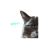 黒ネコづくし。2（個別スタンプ：31）