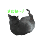 黒ネコづくし。2（個別スタンプ：32）