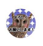 サバサクコノハズクのナゲット＆柊＆少佐（個別スタンプ：1）