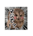 サバサクコノハズクのナゲット＆柊＆少佐（個別スタンプ：4）