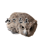 サバサクコノハズクのナゲット＆柊＆少佐（個別スタンプ：5）