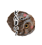サバサクコノハズクのナゲット＆柊＆少佐（個別スタンプ：8）