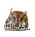 サバサクコノハズクのナゲット＆柊＆少佐（個別スタンプ：9）