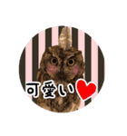 サバサクコノハズクのナゲット＆柊＆少佐（個別スタンプ：10）