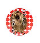 サバサクコノハズクのナゲット＆柊＆少佐（個別スタンプ：15）