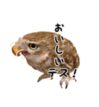 サバサクコノハズクのナゲット＆柊＆少佐（個別スタンプ：18）
