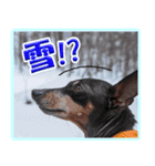 冬を乗り切るミニピンスタンプ（個別スタンプ：6）