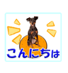 冬を乗り切るミニピンスタンプ（個別スタンプ：19）