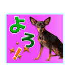 冬を乗り切るミニピンスタンプ（個別スタンプ：21）