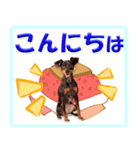 冬を乗り切るミニピンスタンプ（個別スタンプ：22）