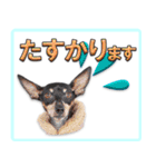 冬を乗り切るミニピンスタンプ（個別スタンプ：24）