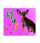 冬を乗り切るミニピンスタンプ（個別スタンプ：26）