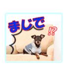 冬を乗り切るミニピンスタンプ（個別スタンプ：31）