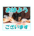冬を乗り切るミニピンスタンプ（個別スタンプ：39）
