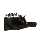 黒猫チュミ（個別スタンプ：2）