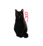 黒猫チュミ（個別スタンプ：6）