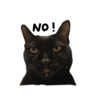 黒猫チュミ（個別スタンプ：7）