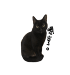 黒猫チュミ（個別スタンプ：8）